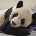 Çin ile birleşmenin sembolü olan panda Tayvan'da öldü