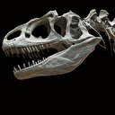 Dinozor türü 'Spinosaurus' hem karada hem de suda yaşamış olabilir