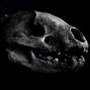 ABD'nin Mississippi Nehri'nde buzul çağına ait iki nadir fosil keşfedildi