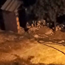 Çizgili sırtlan evin bahçesine kadar girdi