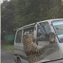 Leopar dehşet saçtı: 13 yaralı