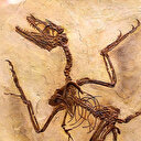 Bir dinozorun yemeği bulundu:120 milyon yıl önce yaşamış olan memeli midede fosilleşmiş