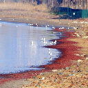 İzmir Körfez sahilini kırmızı yosun bastı