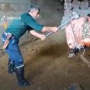 Boğayı balyozla öldürmüştü: İfadesi ortaya çıktı
