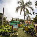 أشجار ونباتات زينة.. الخرطوم تزهو بألوان معرض الزهور