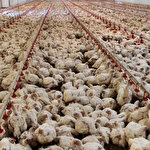 Kuş gribi alarmı: İki ilde 6.5 milyon kanatlı hayvan itlaf edildi