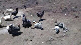 yeniSafak
