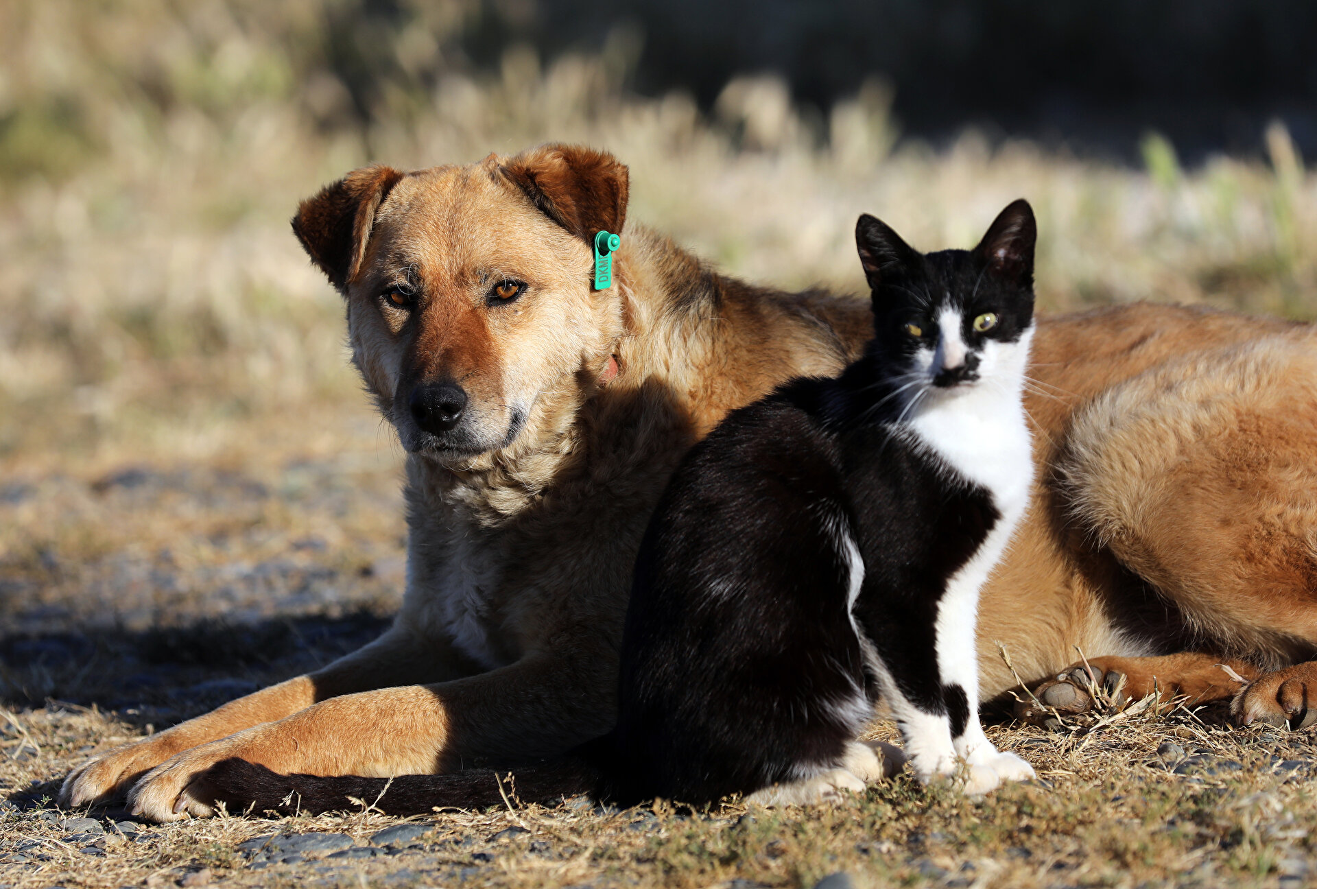 Adorable kitten strikes up funny friendship with dog in Turkey