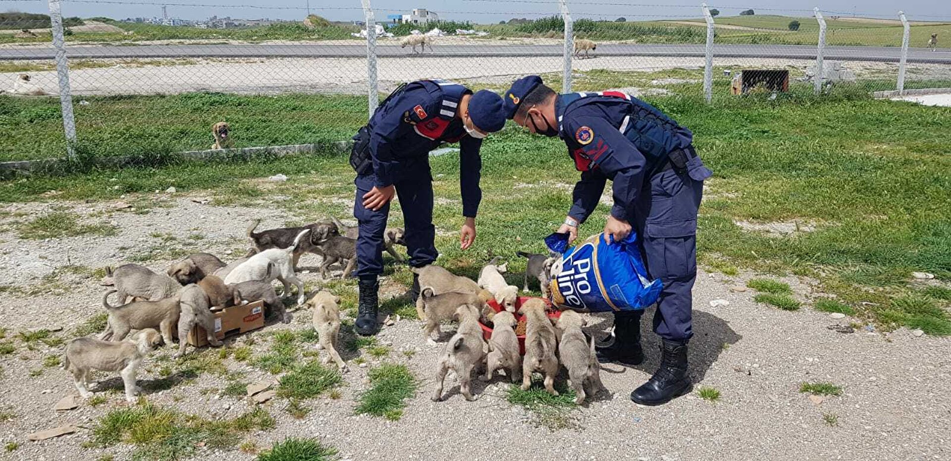 Turks take to streets to feed stray animals during nationwide lockdown