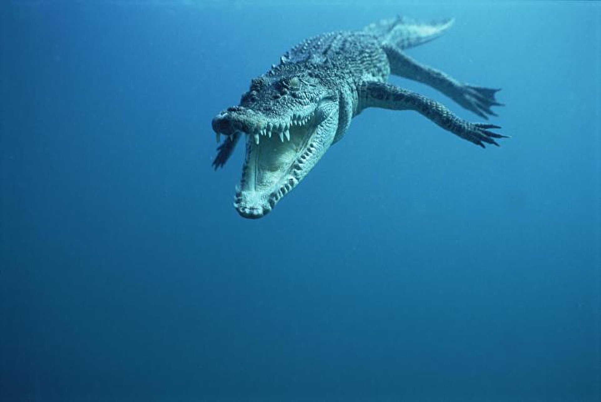 Гребнистый крокодил в океане