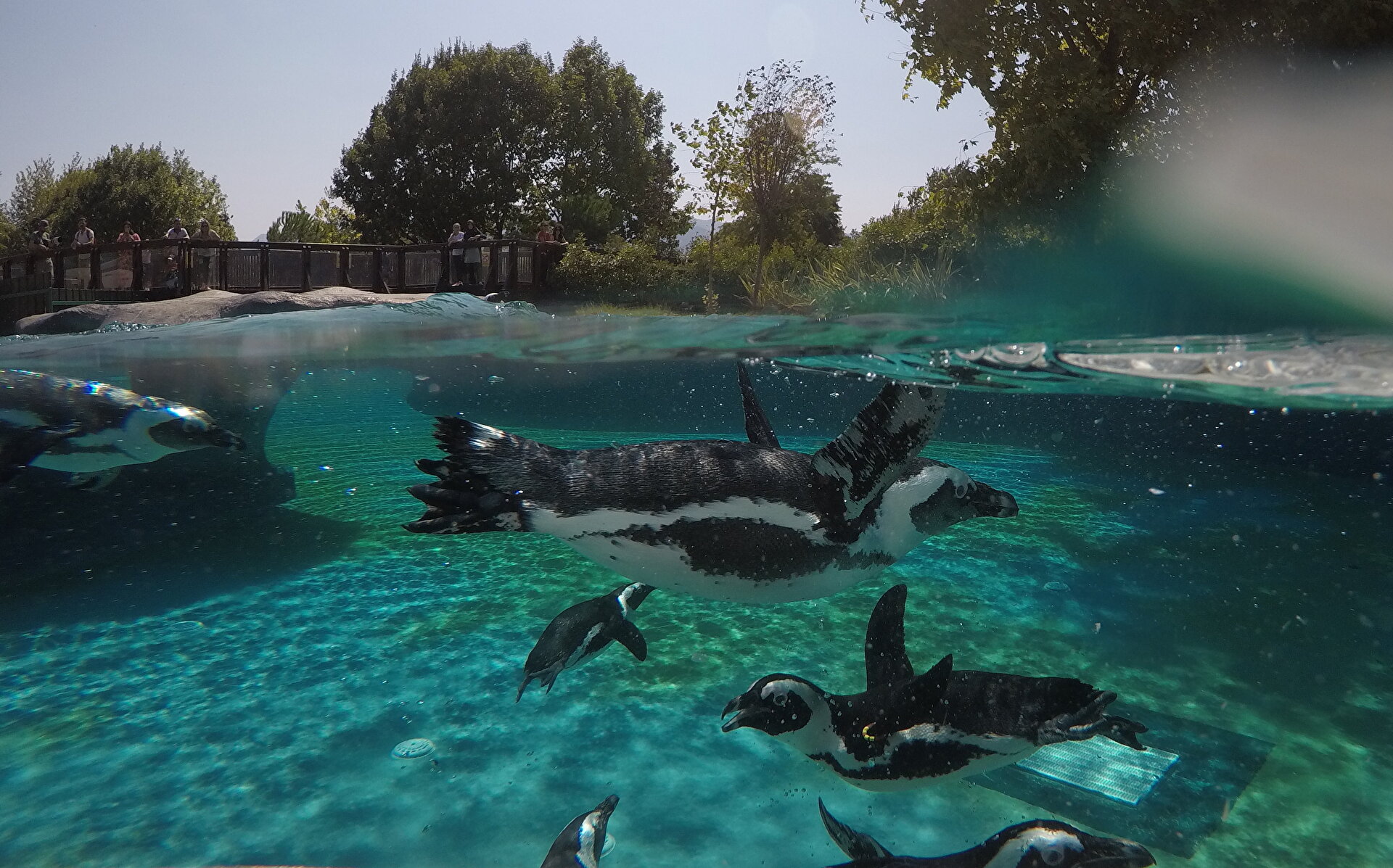 Penguins Feeding Pleasure In Turkey S Bursa Zoo