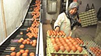 Yumurtaya kimlik geliyor