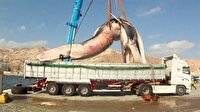 İşte dünyanın en büyük balinası (35 ton)