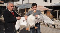 Ege'nin en lezzetli kazları Uşak'ta