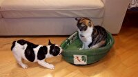 Yatağını kediden geri almaya çalışan köpeğin dramı