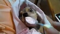 Köpek bebeğe özenirse!