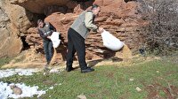 Yabani kuşlar unutulmadı