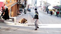 Canik'te şehir merkezinde domuz alarmı