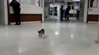 Çocuk hastanesinde kedi rezaleti