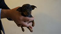 Köpek yavruları, polislere emanet