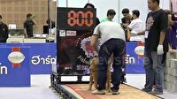 800 kilo ağırlık çeken pitbull