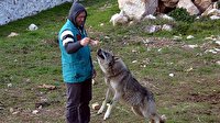 Bu kurtlar yabanileştirilemedi