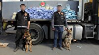 400 bin uyuşturucu hapı köpekler buldu