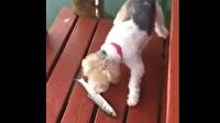 Köpeğin korkudan aklı çıktı