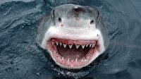 Mısır'da köpekbalığı dehşeti: 1 ölü