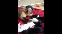 Maymun yavru köpeklere anne şevkati gösterdi