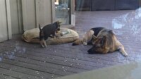 Annesi tarafından zorla uyutulan minik köpeğin sevimliliği