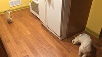 Yalnız başına yemekten hoşlanmayan köpek