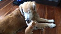 Köpek ve kedi yavrusunun inanılmaz dostluğu