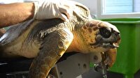 Caretta caretteya 3D çene protezi