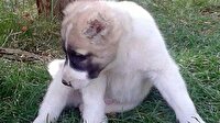 Yavru köpeğin kulaklarını kestiler!