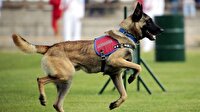Jandarmanın altın burun köpekleri burada yetiştiriliyor