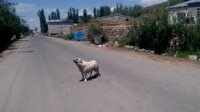 Anne köpeğin yardım çığlığı