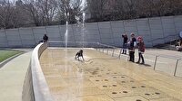 Sevimli köpeğin fıskiyelerden çıkan suyla imtihanı