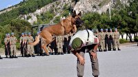 Jandarmanın akıllı köpekleri büyüledi