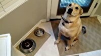 Sevimli köpeğin mama heyecanı