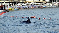 Marmaris'te köpek balığı paniği
