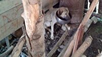 Köpeğe Çin işkencesi