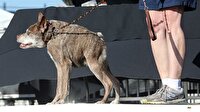 Bu da dünyanın en çirkin köpekleri yarışması