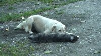 Yavrusu ölen köpeğin yürek burkan görüntüleri