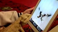 Hayvanların ipad ile imtihanı