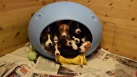 16 yavru köpekle aynı evde yaşıyorlar
