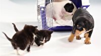 İlk kez bir köpek ile tanışan yavru kediler