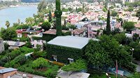 Caminin adını değiştiren sarmaşık