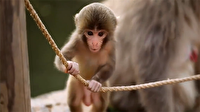Bebek maymundan ip üzerinde akrobatik şov
