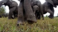 Fillerin kamera merakı